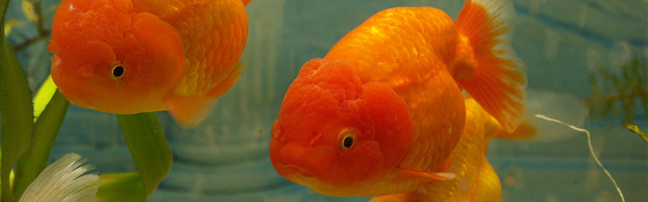 Lion Head gold fish