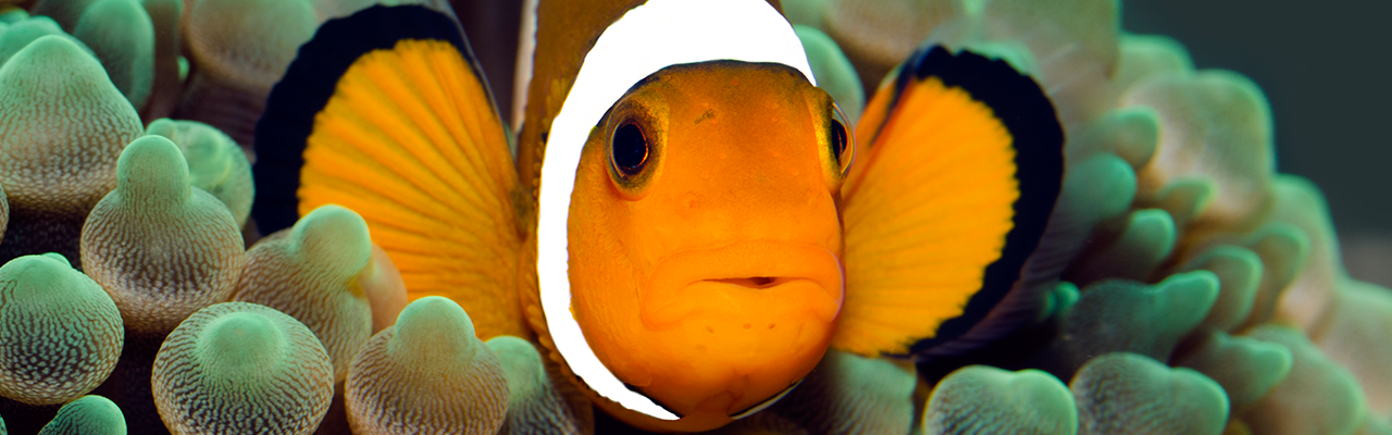 Marine fish | Clown fish