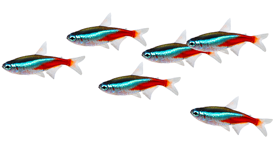 Freshwater Tropical - Neon tetra Fish
